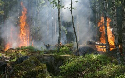 New strategies (and technologies) against huge forest fires