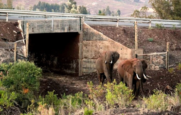 Elephants wildlife crossings