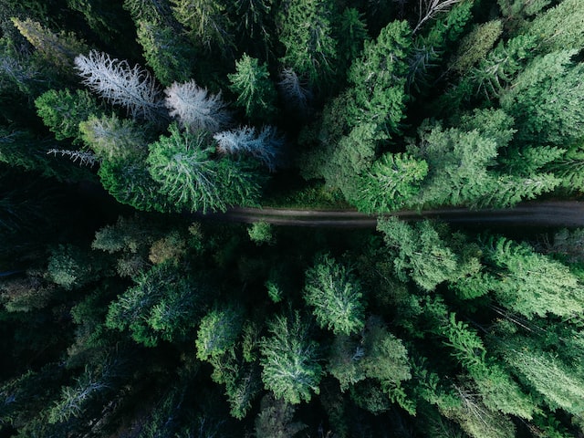 Un viaje en el tiempo a través de los bosques