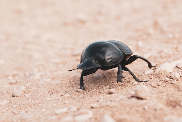 Waiter! One of dung beetles!