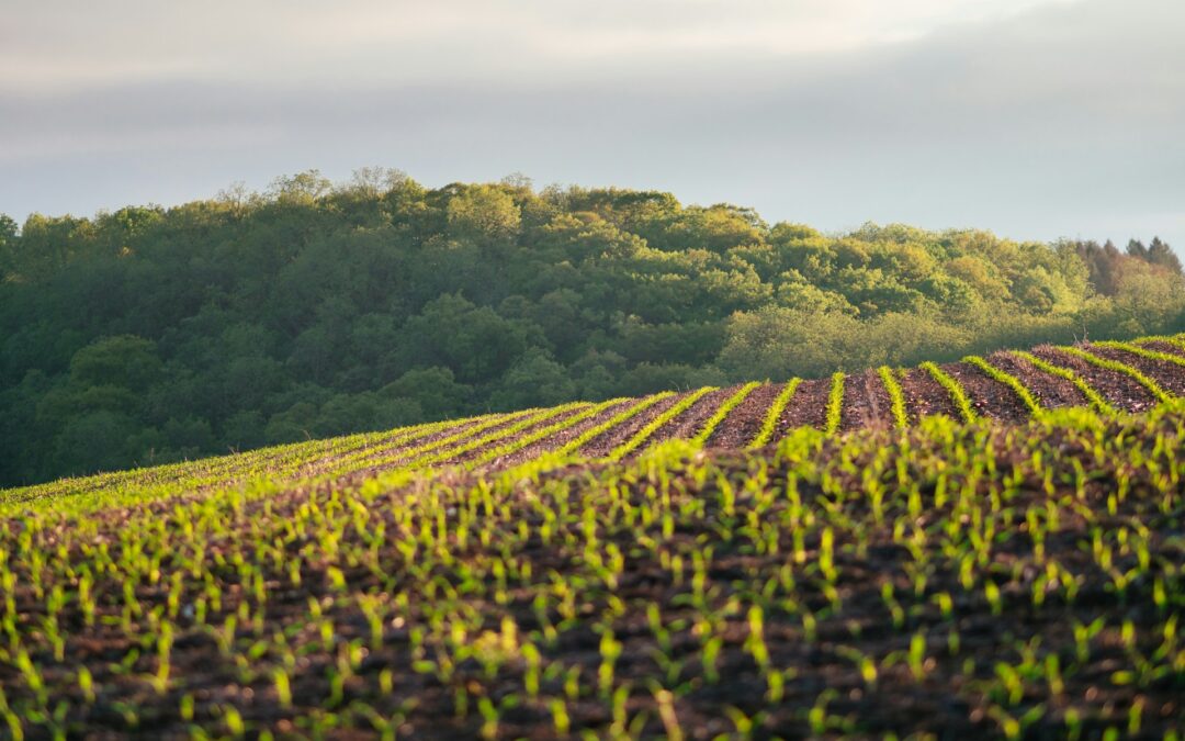 La Segunda Revolución Verde, o cómo la agrigenómica está transformando la agricultura