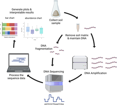 Next generation sequencing (NGS) process based on soil samples