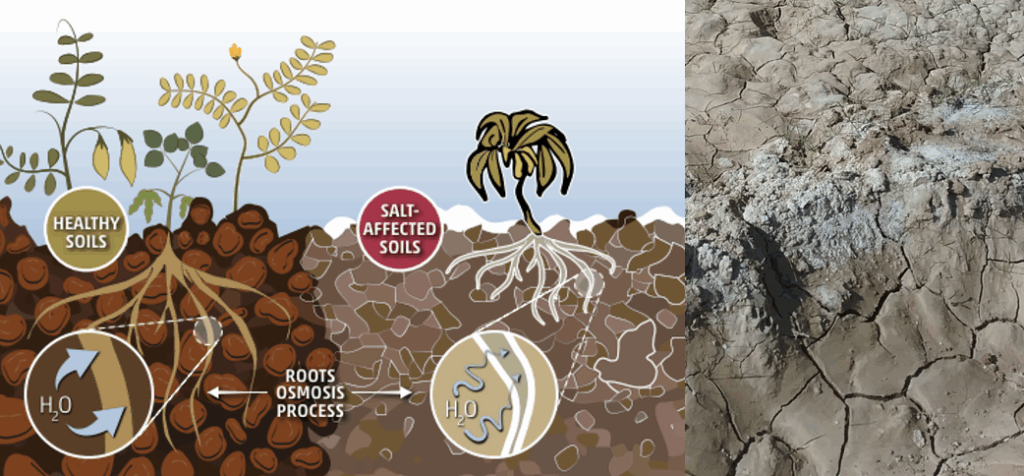 Impacto of salinity on plant development. Soil salinity