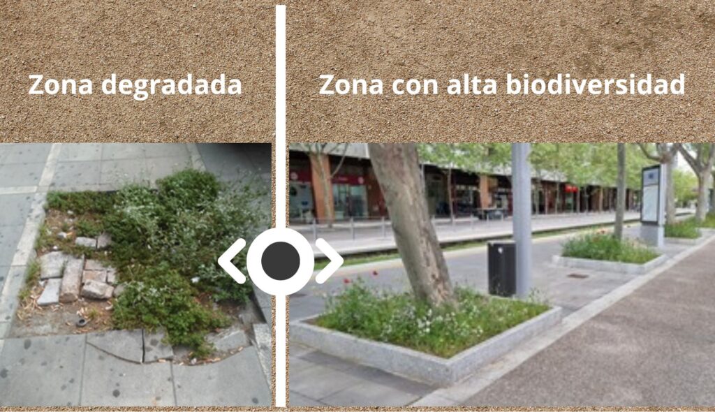 Esquema comparativo entre suelo degradado y suelo con microbiota y vegetación espontánea